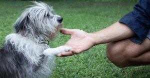 ‘Pets’ Is the Rare Documentary for Children, About Children